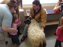 Petting the ram 3.JPG